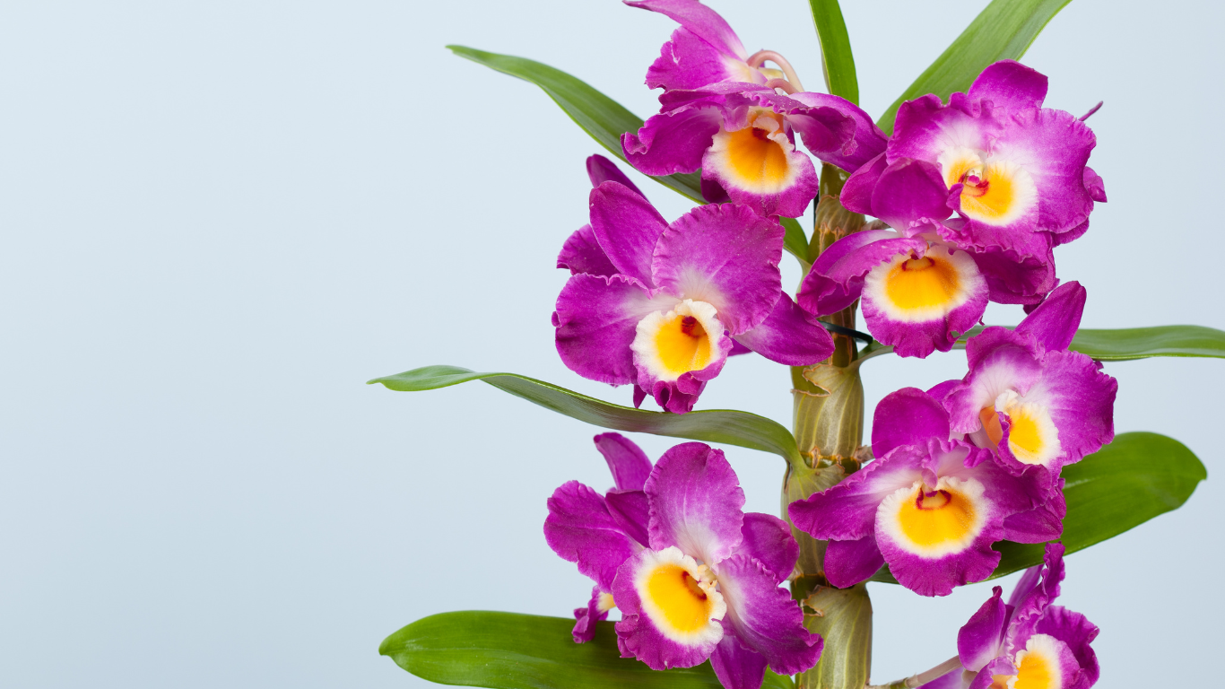 DENDROBIUM: Come curarlo al meglio in casa!