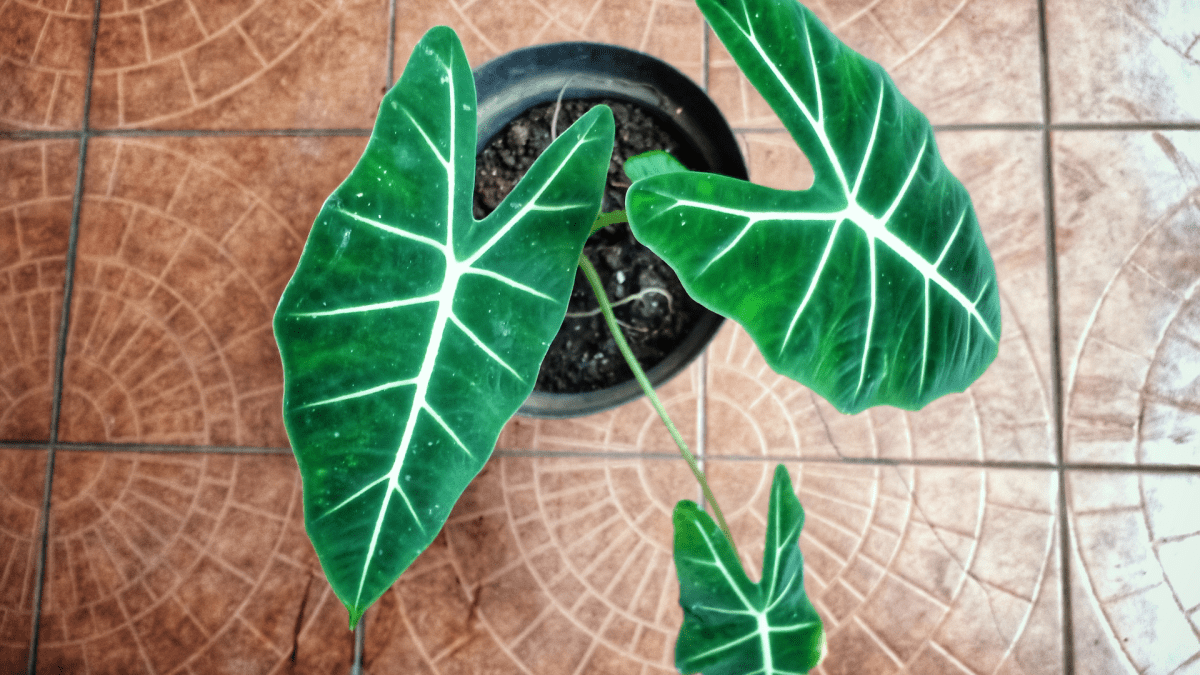 ALOCASIA: Orecchie di Elefante - Flogheter