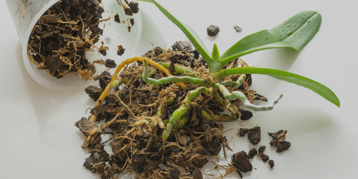 Come effettuare correttamente il RINVASO delle Orchidee - Flogheter