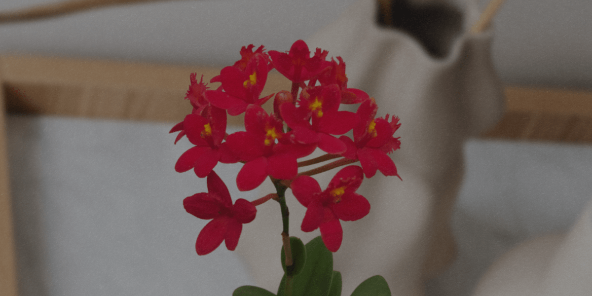 EPIDENDRUM RADICANS - Flogheter