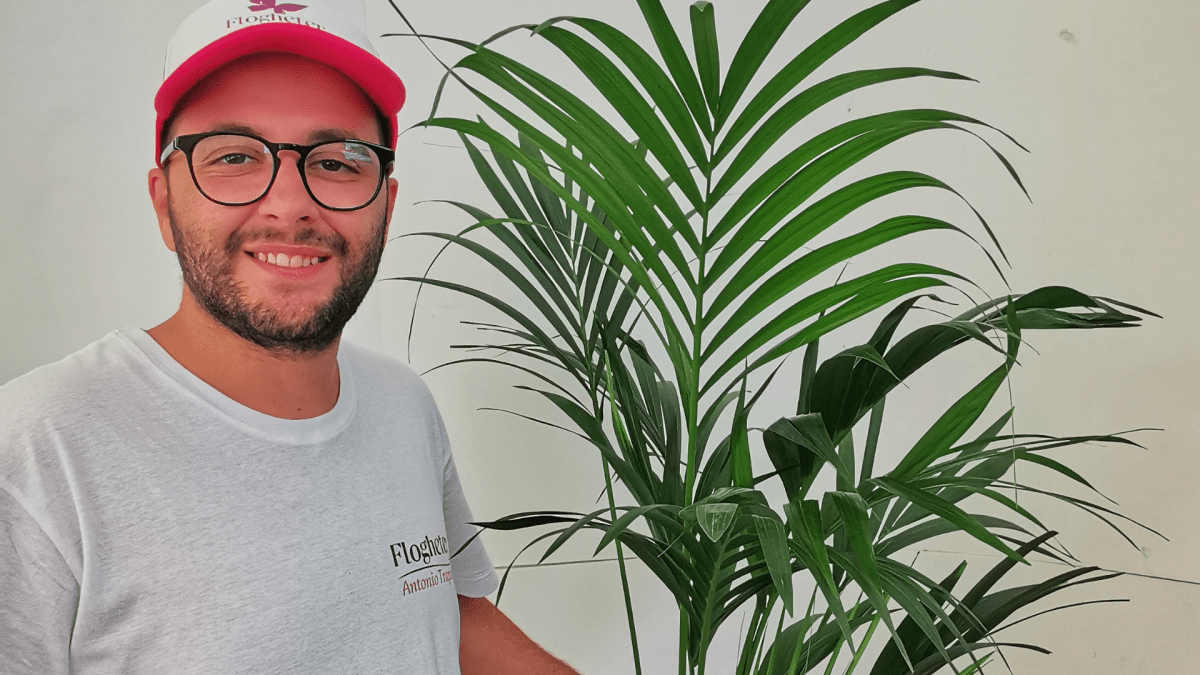 KENTIA: Eleganza tropicale e stile - Flogheter