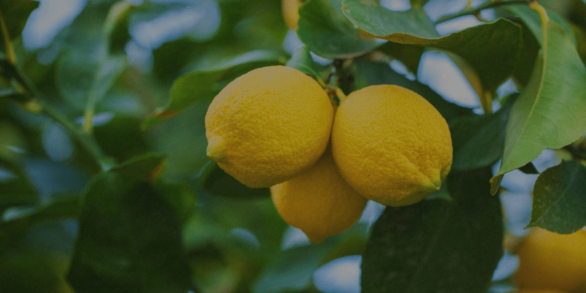 Limone Ornamentale - Flogheter