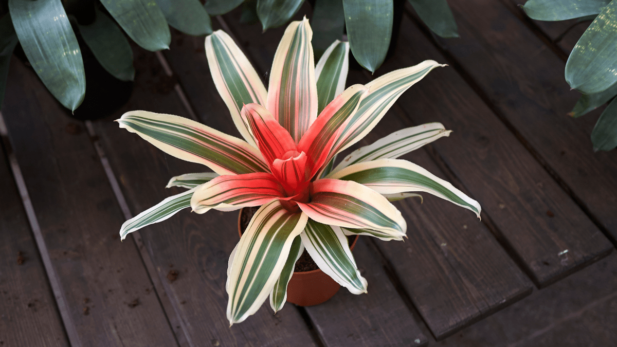Neoregelia: Dove le foglie primeggiano sul fiore - Flogheter