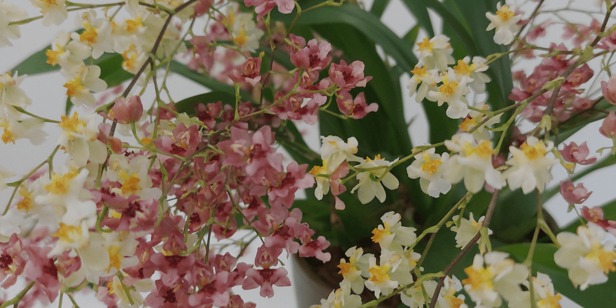 ONCIDIUM: "L'Orchidea Ballerina" - Flogheter