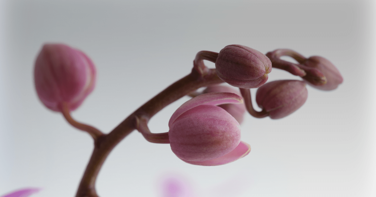 Perchè cadono i boccioli? - Flogheter