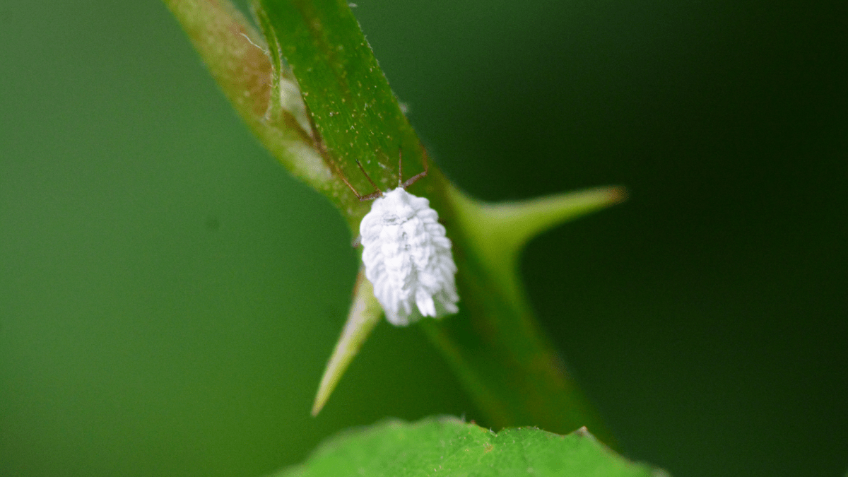 Prevenire e Curare la Cocciniglia delle Orchidee: Metodi Bio - Flogheter