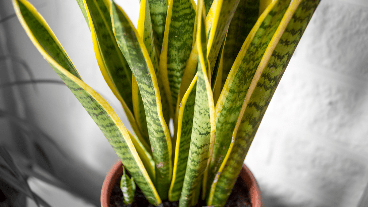 SANSEVIERIA: Una suocera dagli infiniti benefici!  Flogheter
