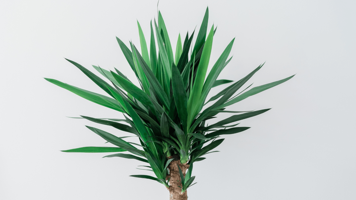 Yucca: La felicità in un tronchetto! - Flogheter