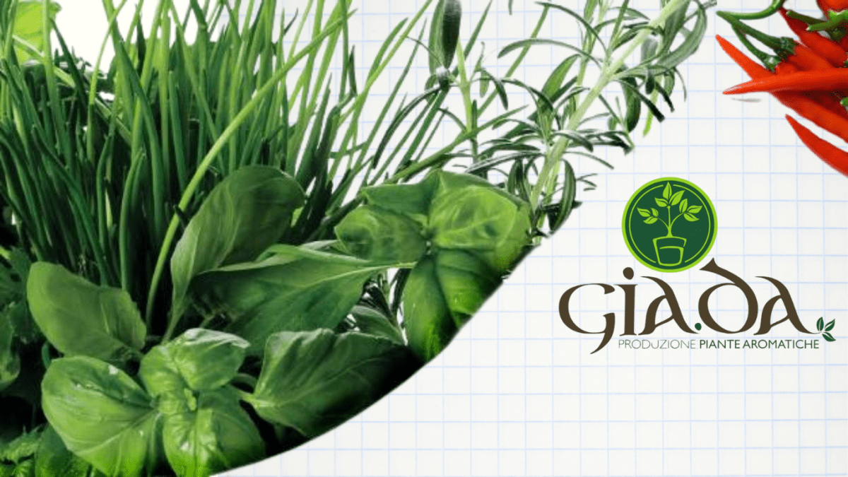 GIA.DA Aromatiche - Flogheter