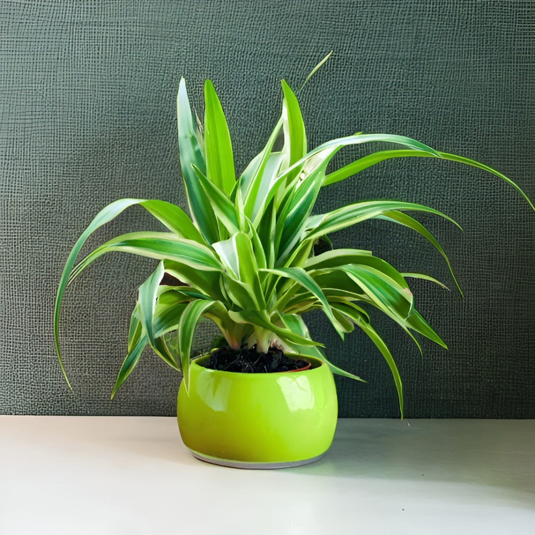 Chlorophytum Bonnie Ø9