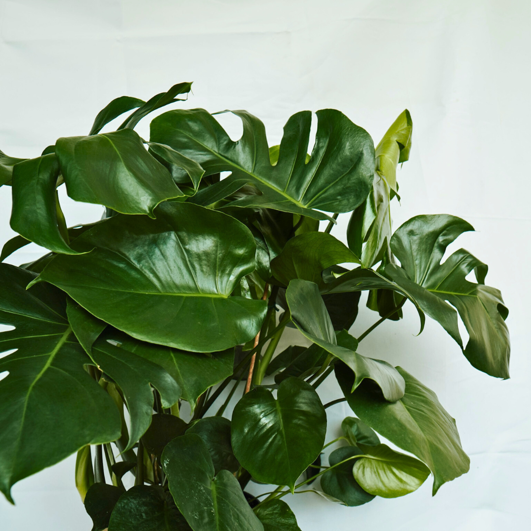 Monstera Deliciosa