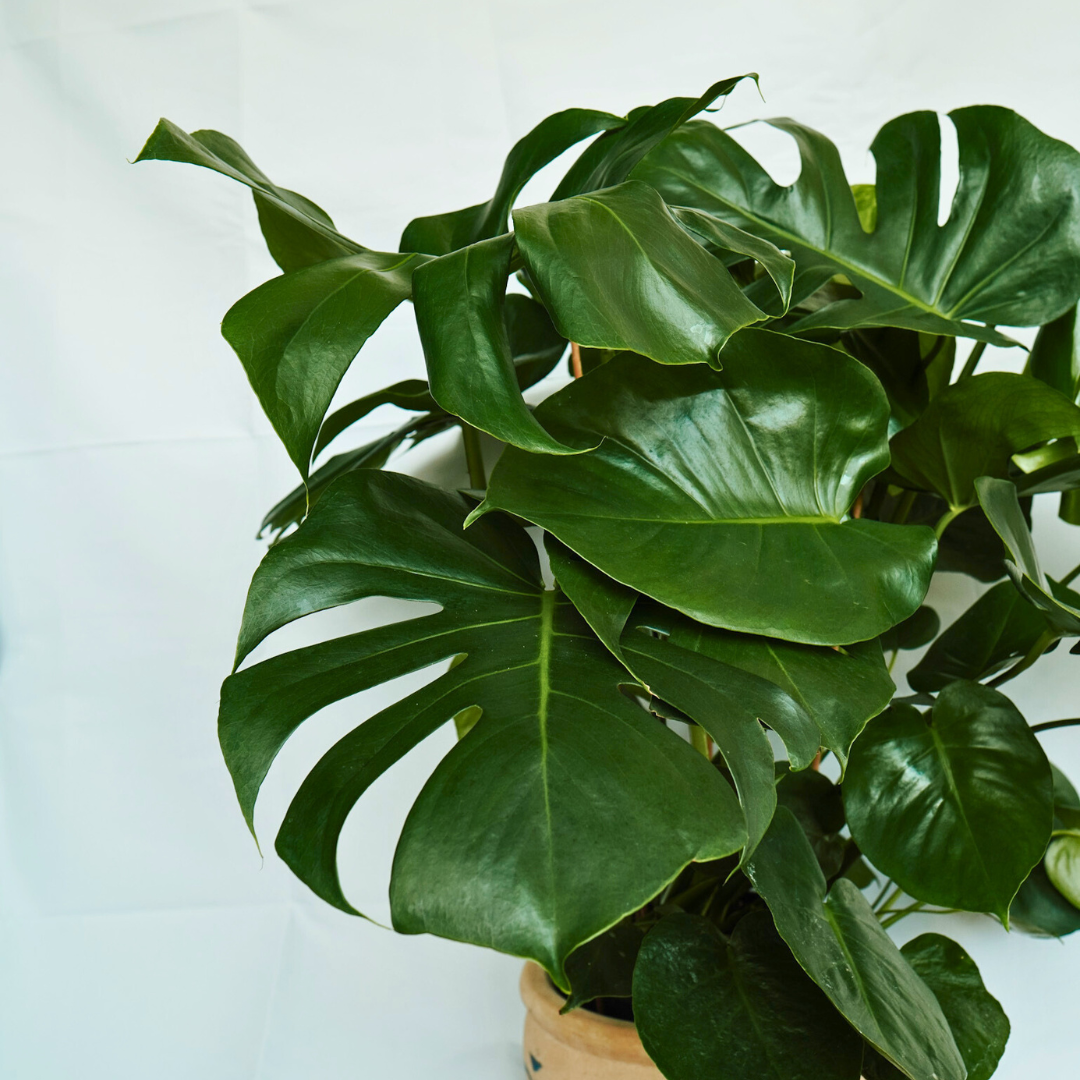 Monstera Deliciosa