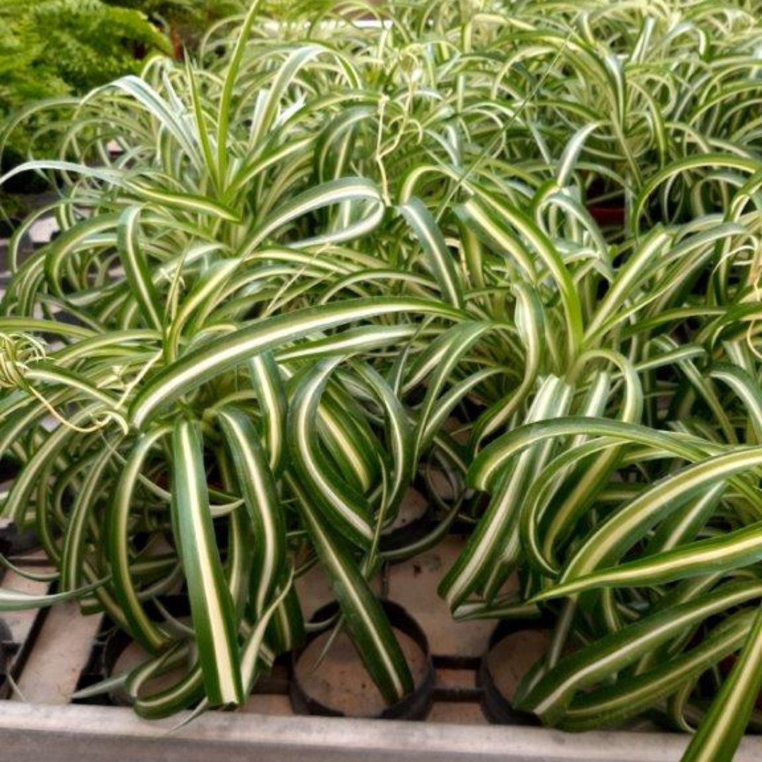 Chlorophytum Bonnie Ø9