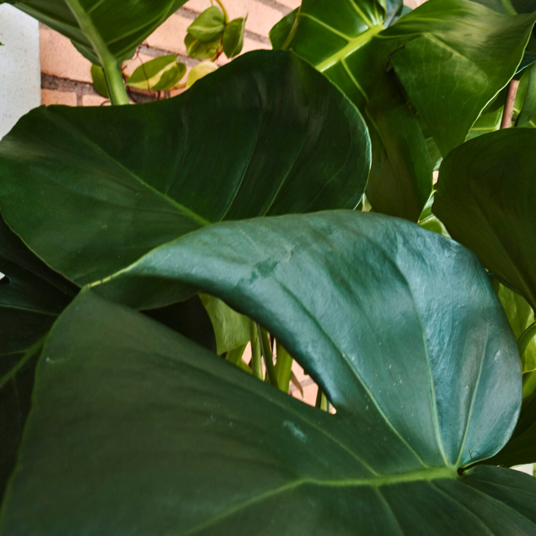 Monstera Deliciosa