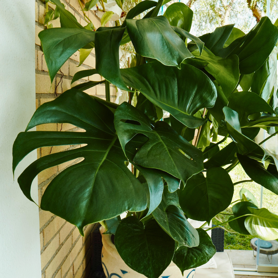 Monstera Deliciosa