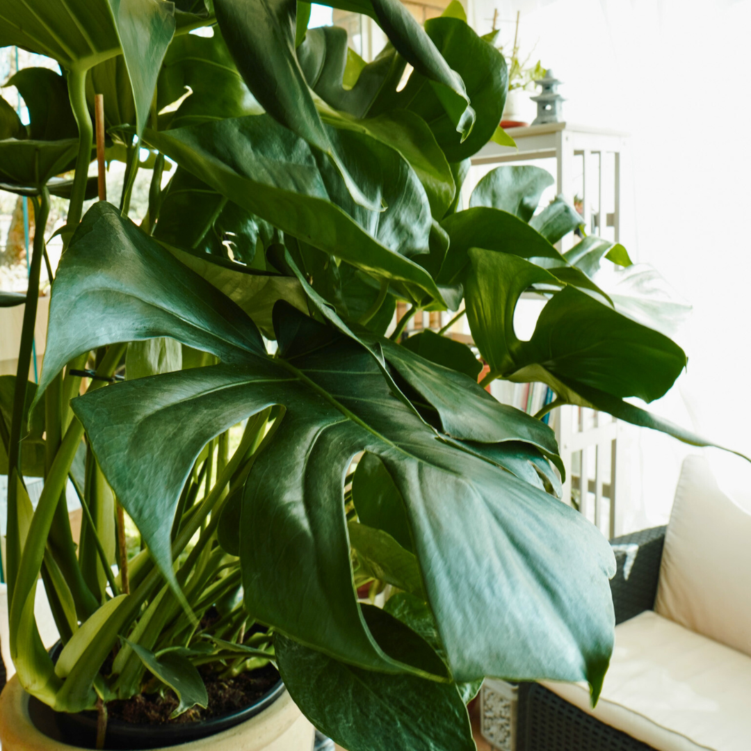 Monstera Deliciosa
