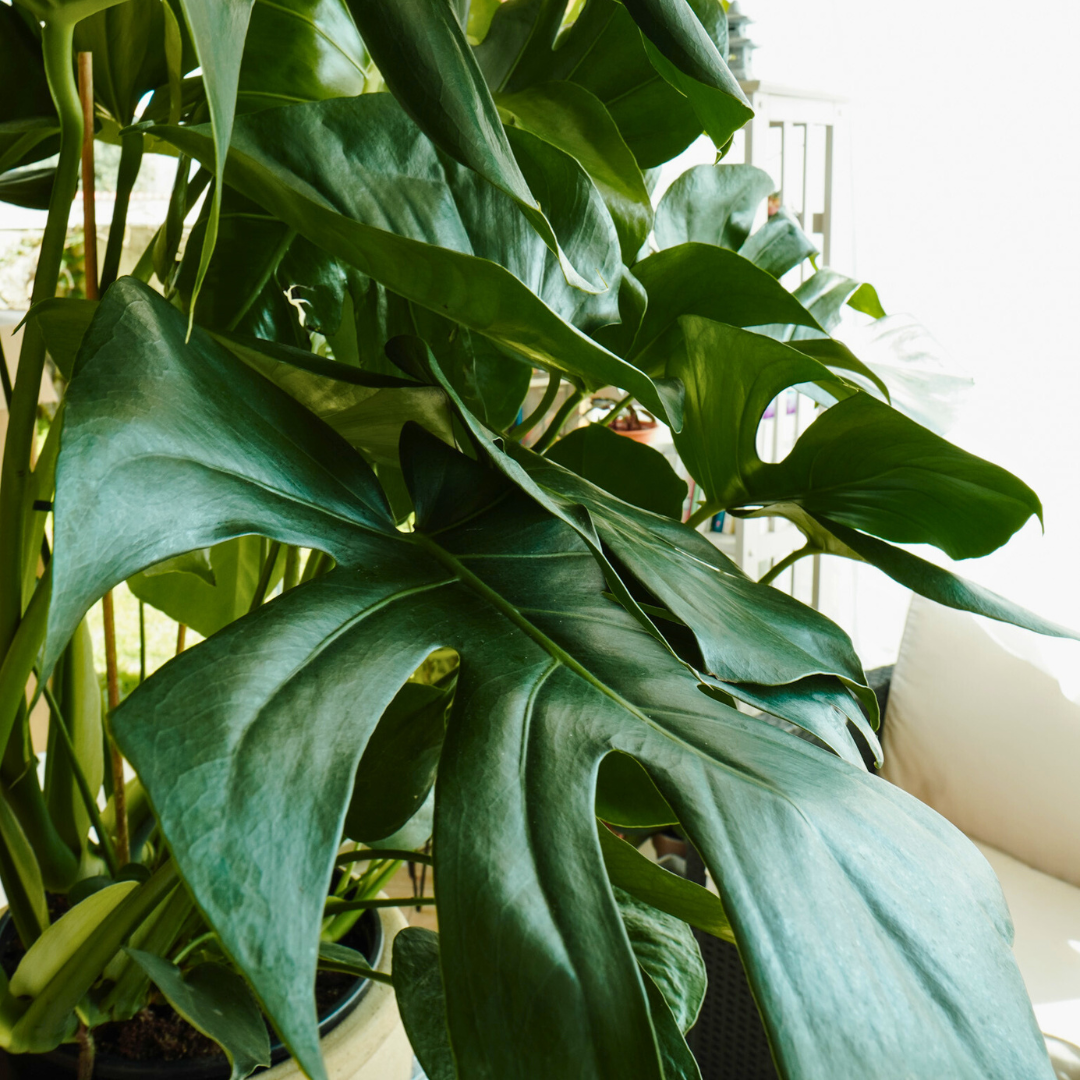 Monstera Deliciosa