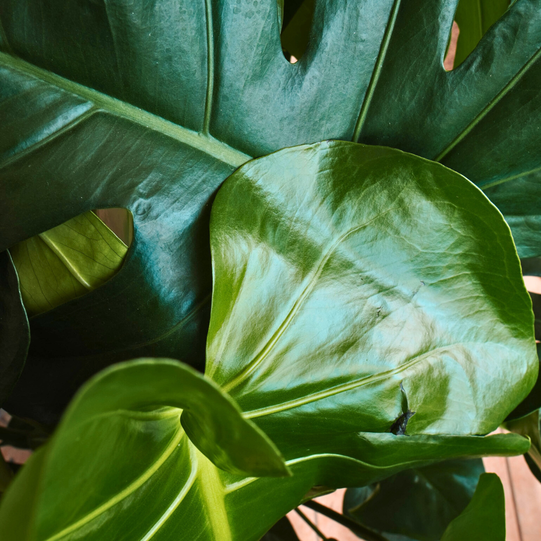 Monstera Deliciosa