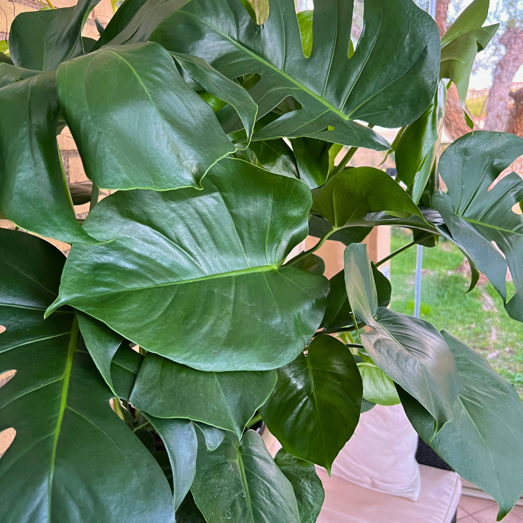 Monstera Deliciosa