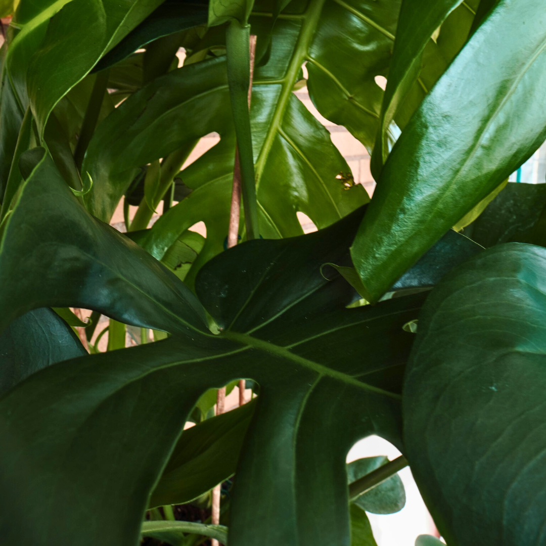 Monstera Deliciosa