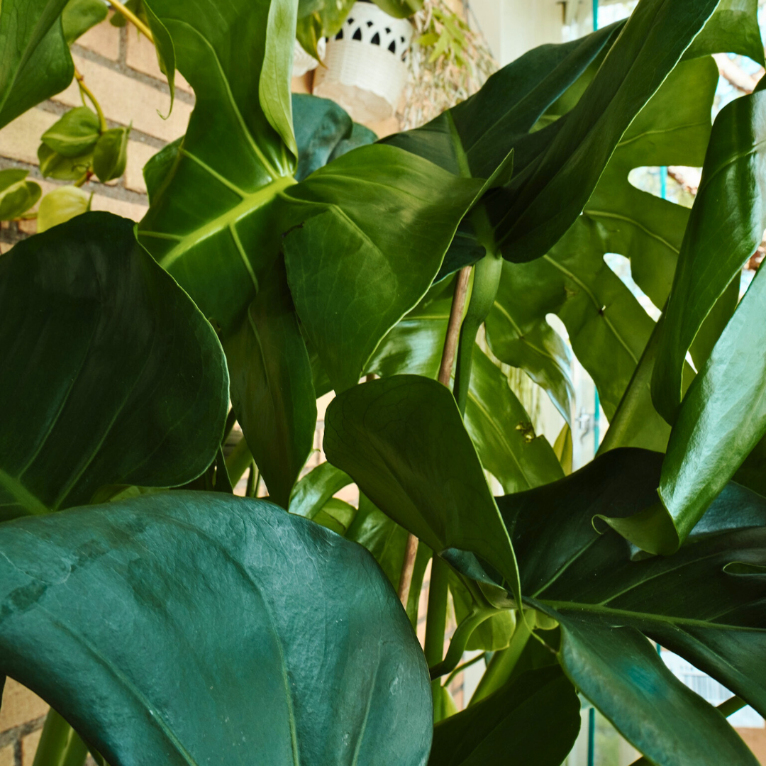 Monstera Deliciosa