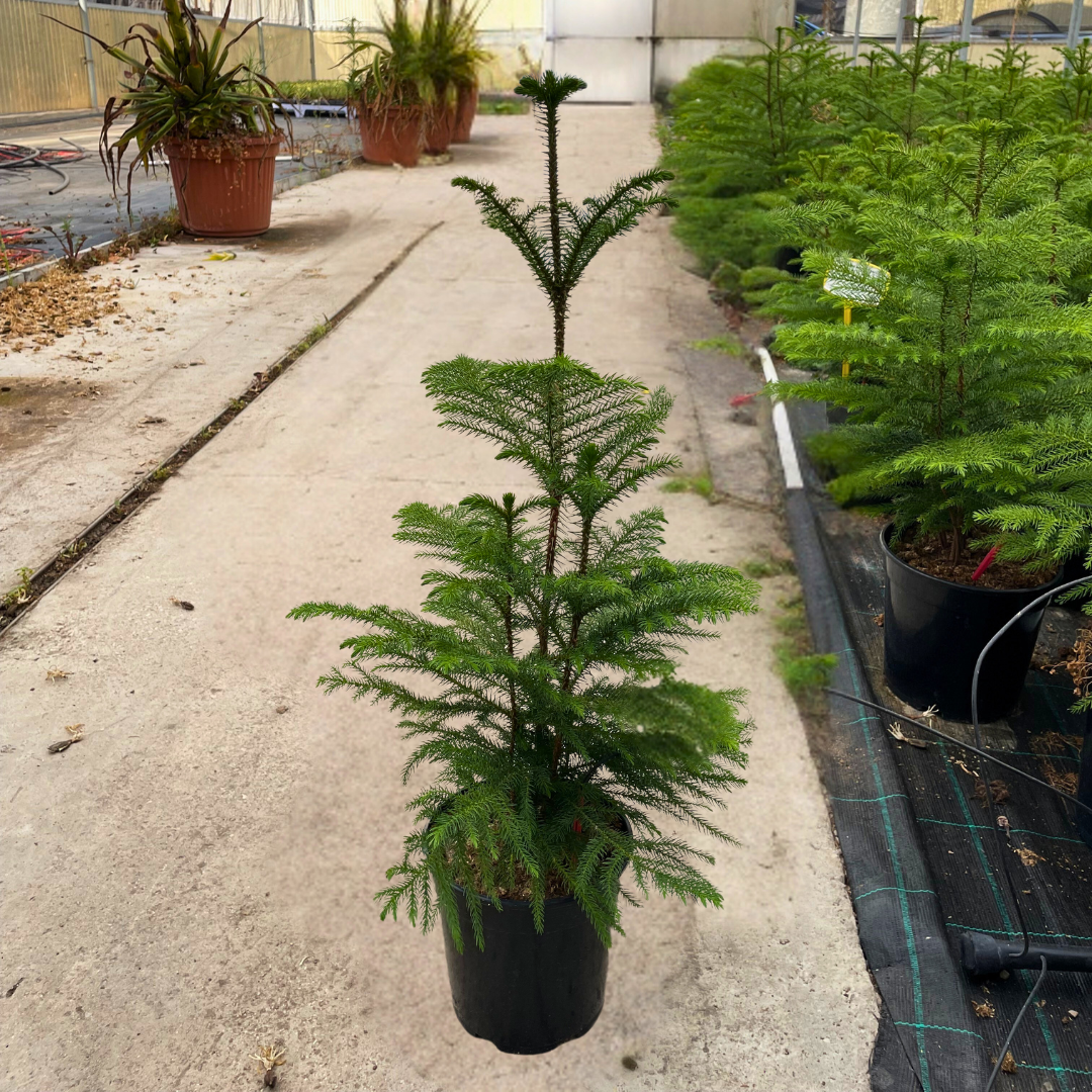 Araucaria Excelsa