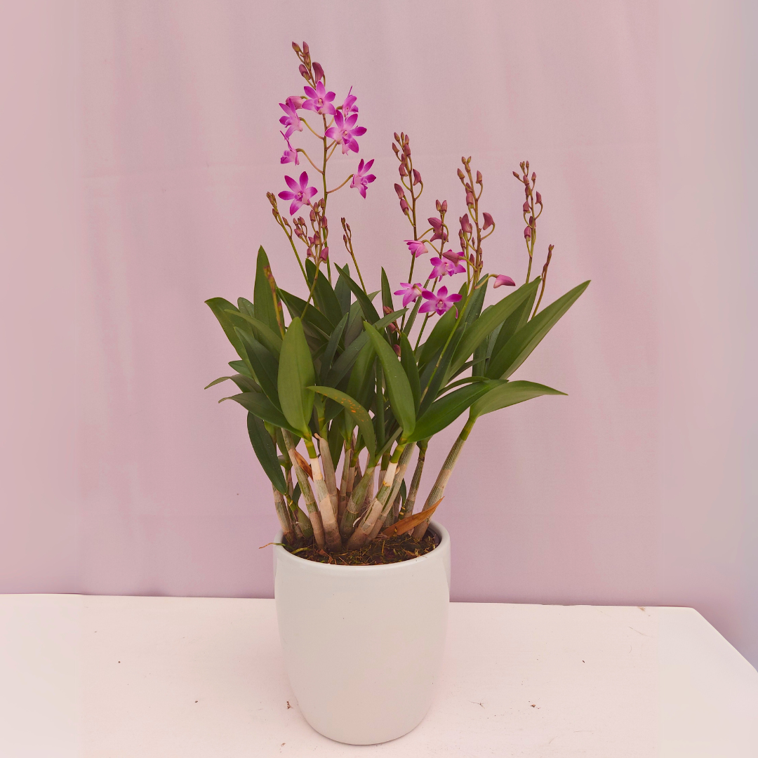 Dendrobium Kingianum Sunflower