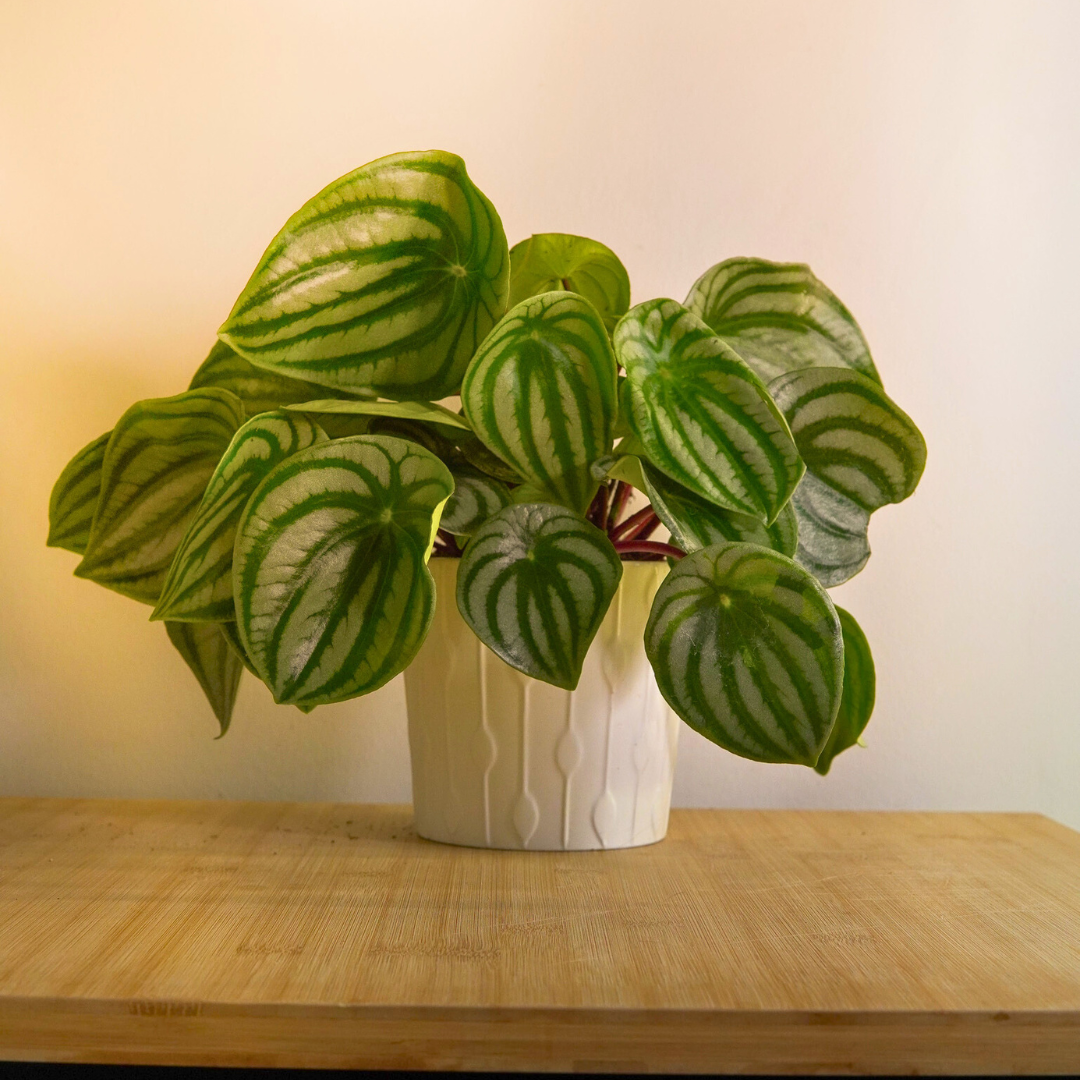 Peperomia Argyreia Watermelon