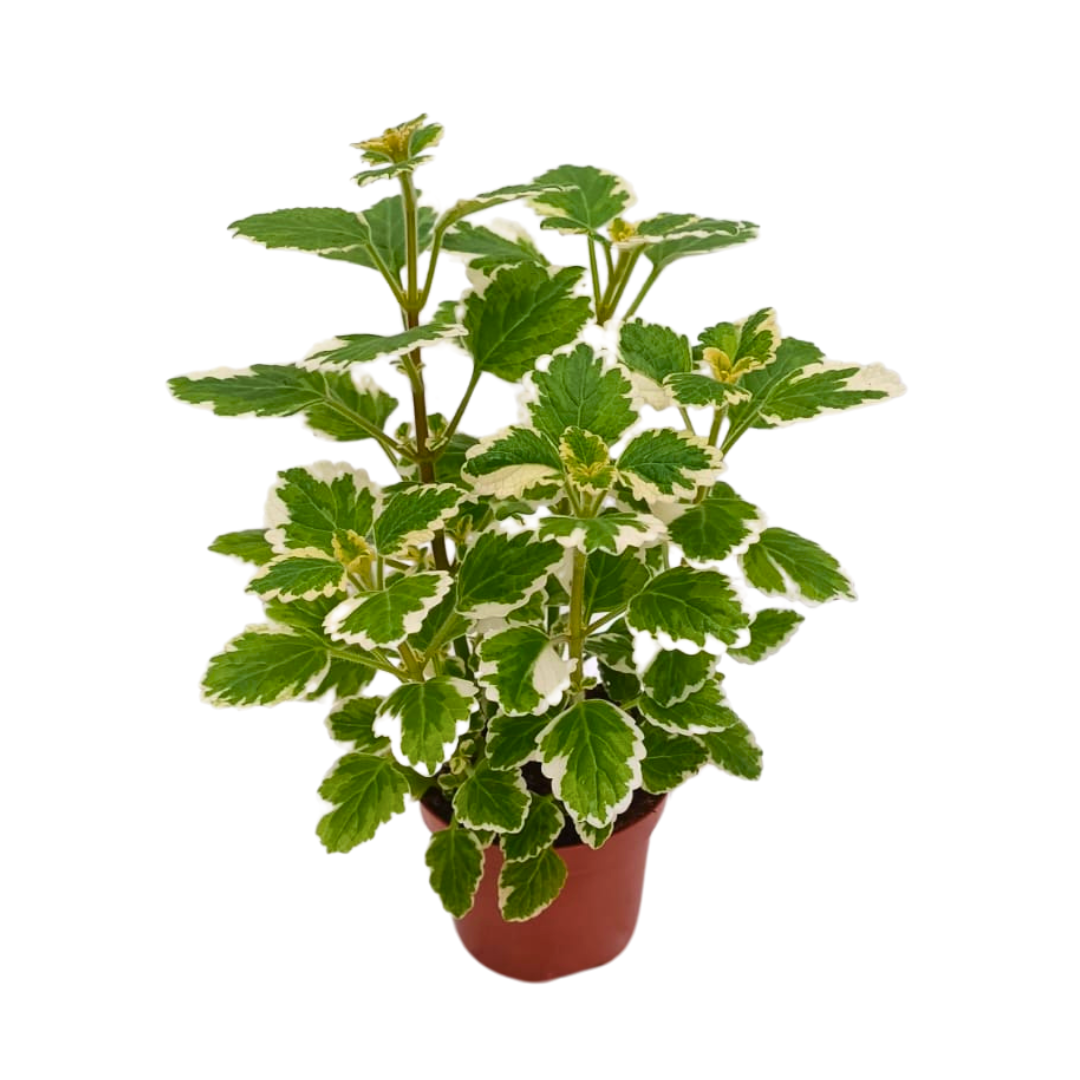 Plectranthus Ø9