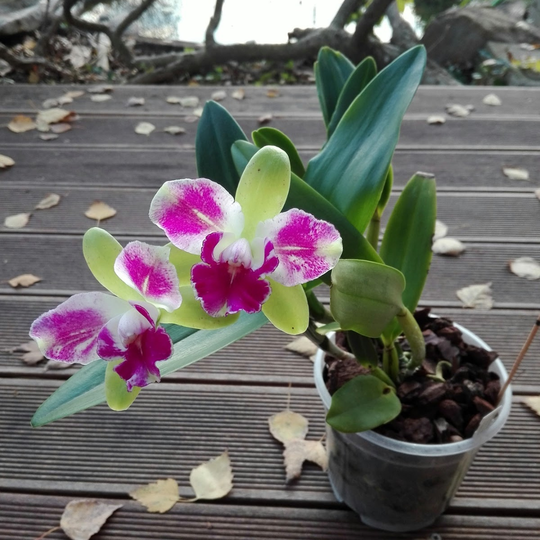 Cattleya Green Genius