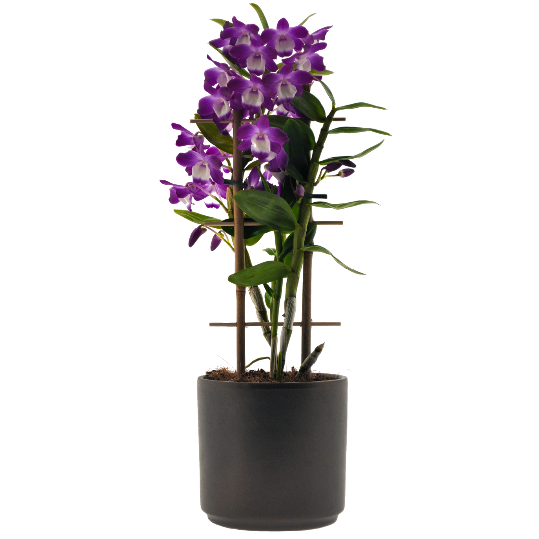 Dendrobium Hamana Lake Prism