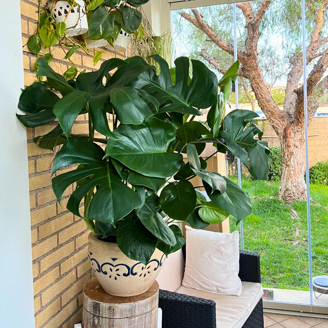 Monstera Deliciosa