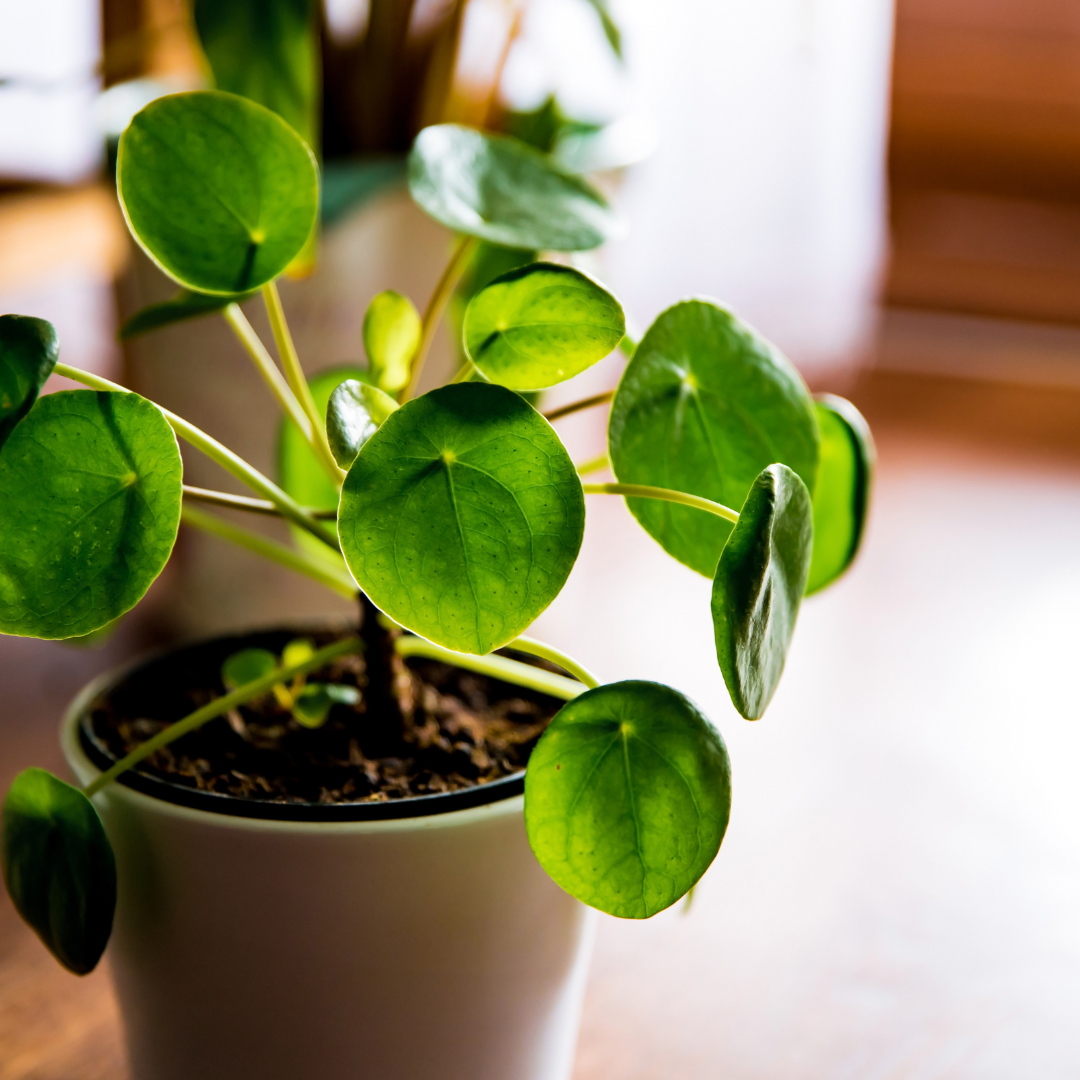 Pilea Peperomioides Ø14