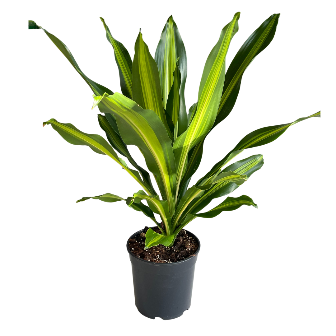 Dracaena Burley