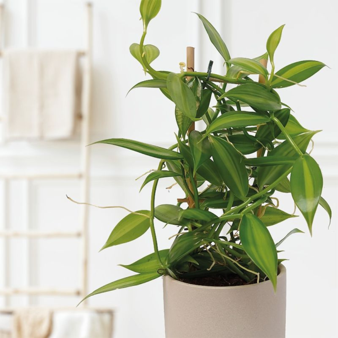 Vanilla Planifolia