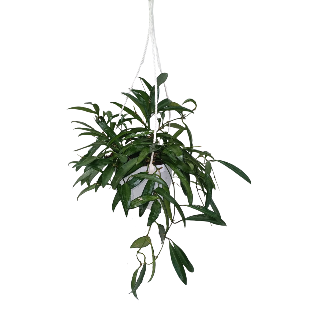 Hoya Kroniana Splash Basket Ø14