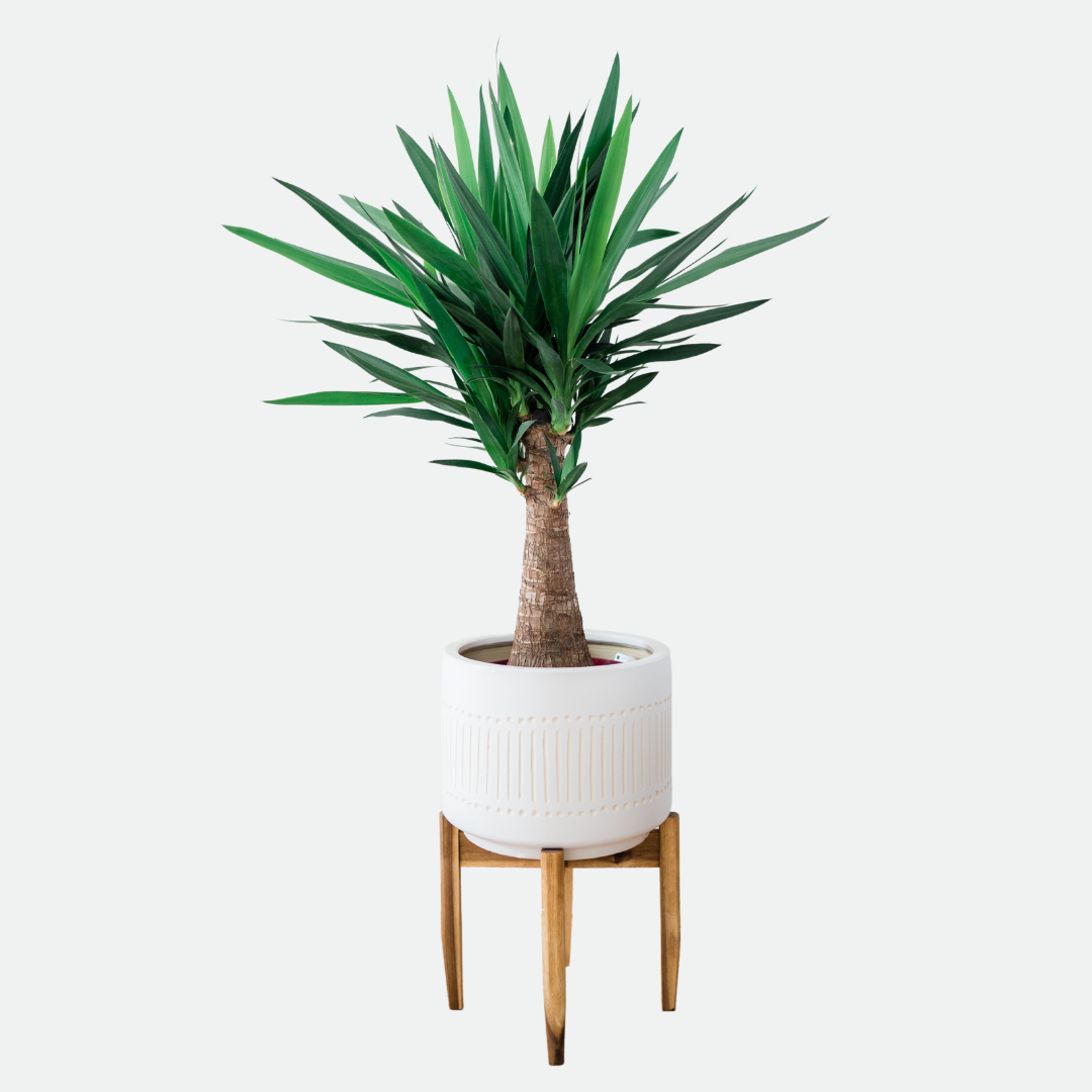 Yucca