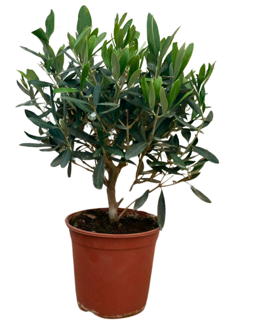 Olivo Bonsai