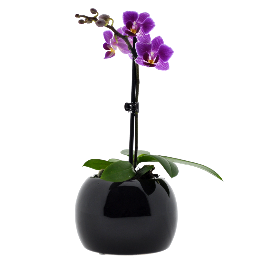 Micro Phalaenopsis con Vaso Ceramica