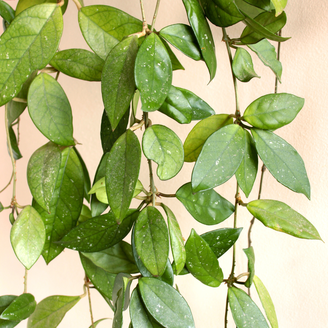 Hoya Carnosa Gracilis Ø14 Baschet