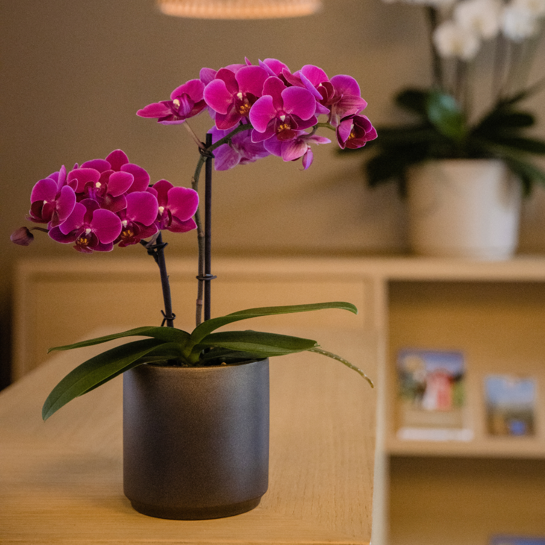 Phalaenopsis Brazilian Fever Ø9