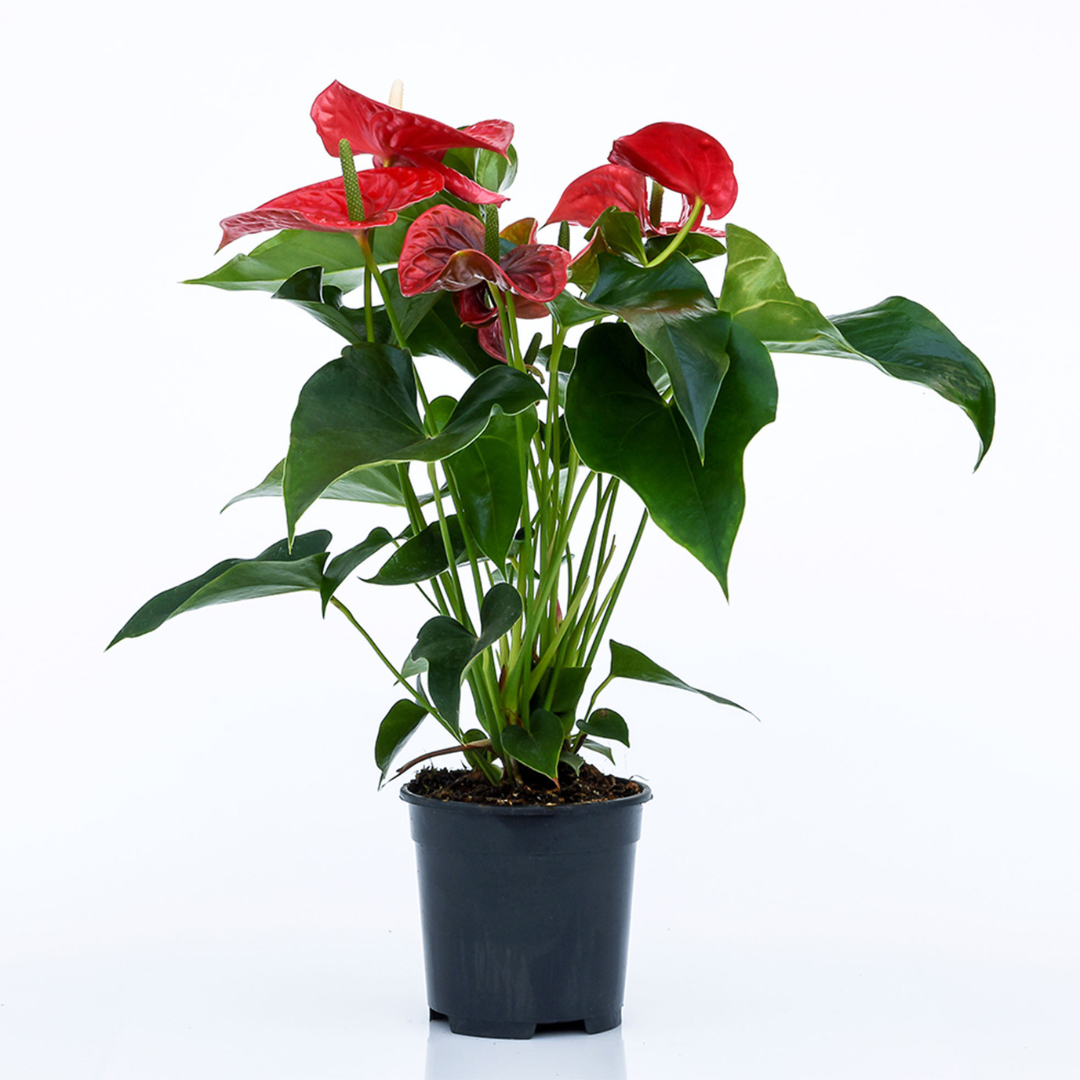 Anthurium Andreanum Oregon Ø17