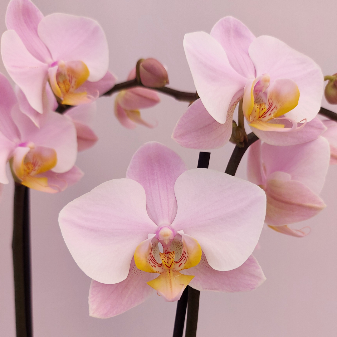 Phalaenopsis Salinas Ø12