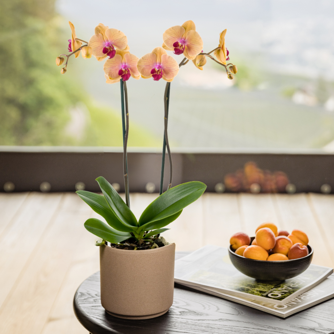 Phalaenopsis Agata Ø12