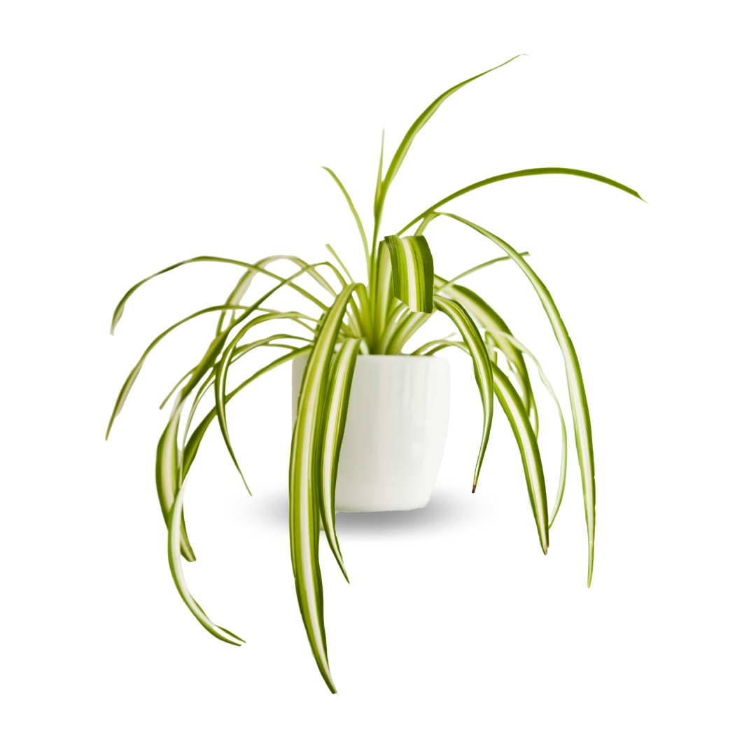 Chlorophytum Comosum Ø9