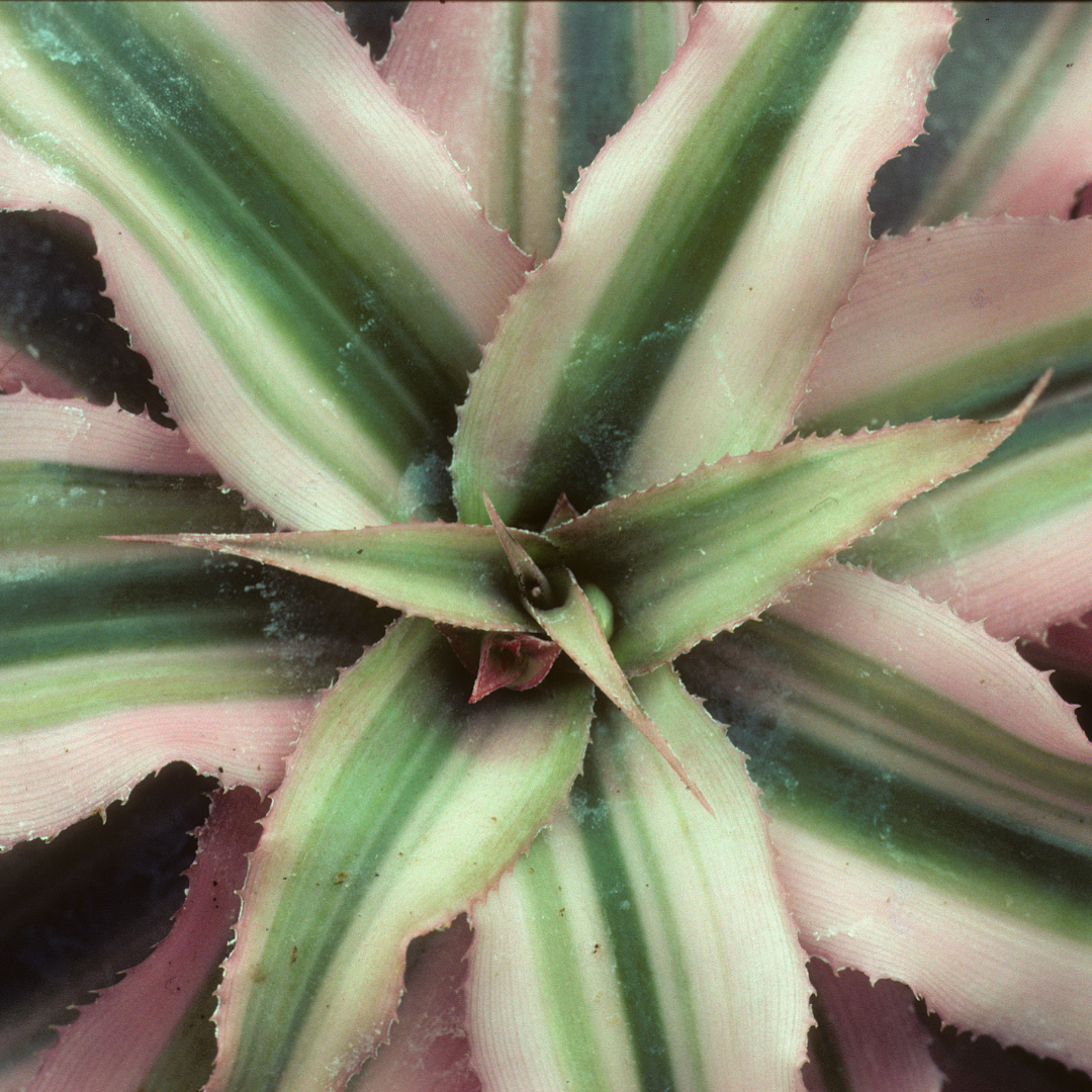 Cryptanthus Bivittatus