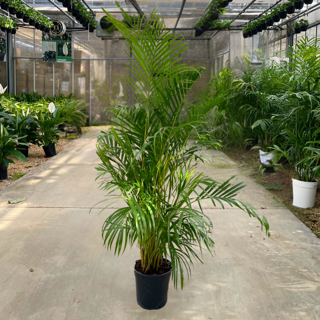 Areca Lutescens