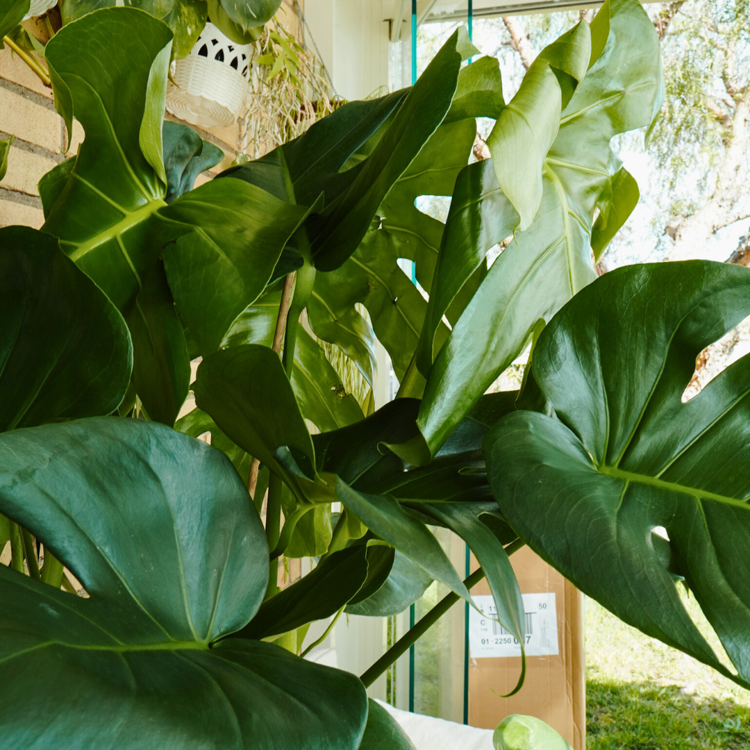 Monstera Deliciosa