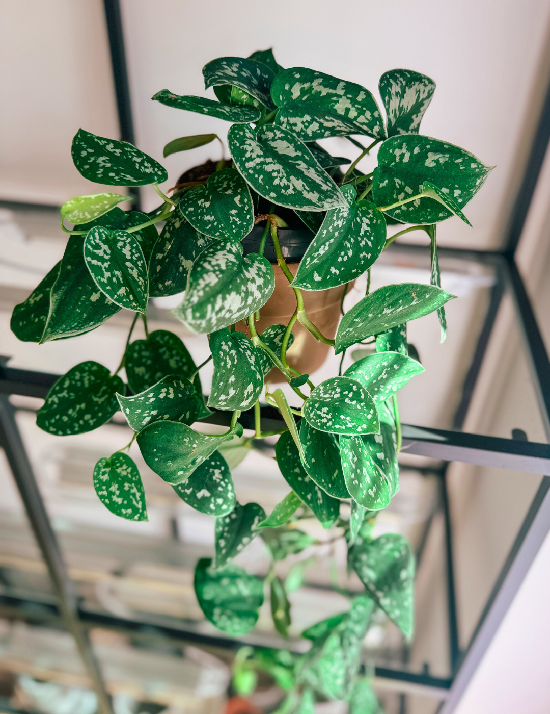 Epipremnum Scindapsus Pictus Ø16