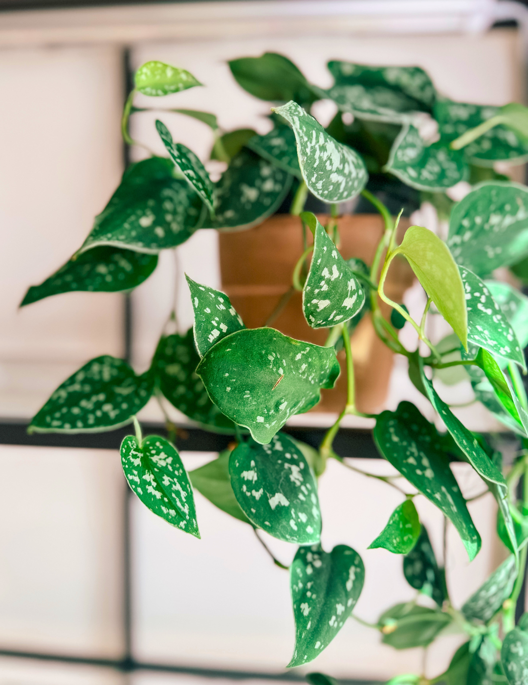 Epipremnum Scindapsus Pictus Ø16